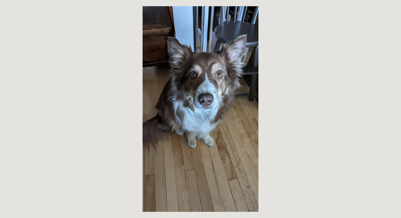 dog